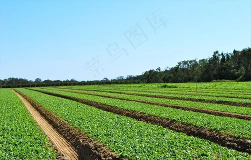 农场蔬菜种植图片