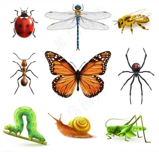 昆虫设计矢量图片
