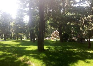 中山公园古树图片