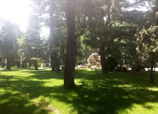 中山公园古树图片