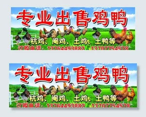 专业出售鸡鸭图片