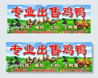 专业出售鸡鸭图片
