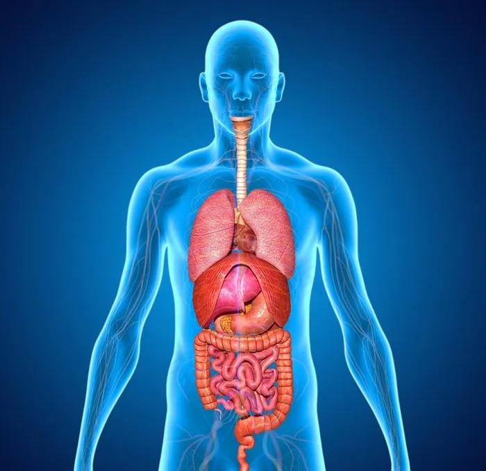 人体内脏3D立体透视图图片