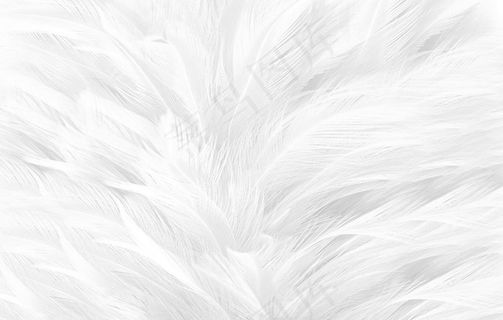 羽毛背景墙壁画现代简约白色北欧图片