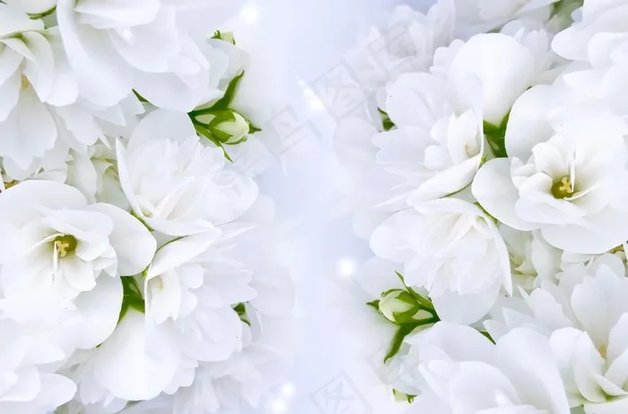 清新茉莉花图片