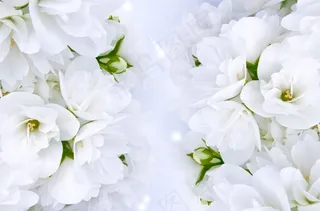 清新茉莉花图片