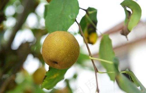 果园里梨子树上的梨子图片
