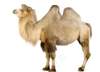 白色底板上的骆驼图片