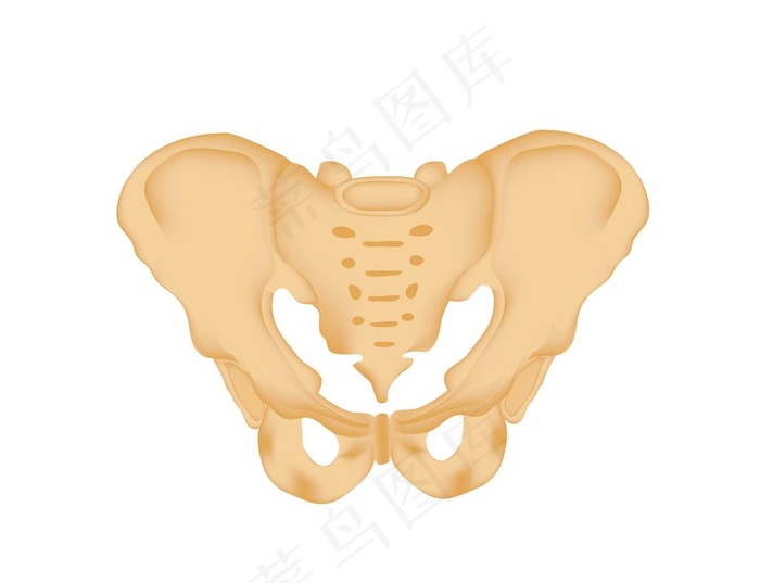 盆骨图片