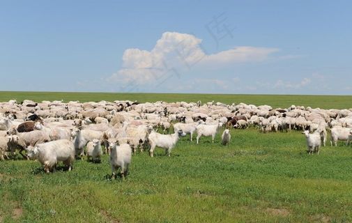羊群图片