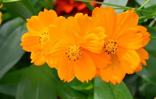 硫华菊图片 硫华菊图片