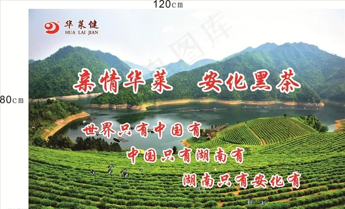 华莱黑茶展板图片(210X297)cdr矢量模版下载