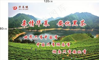 华莱黑茶展板图片