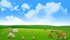 蓝天白云草地牛羊图片