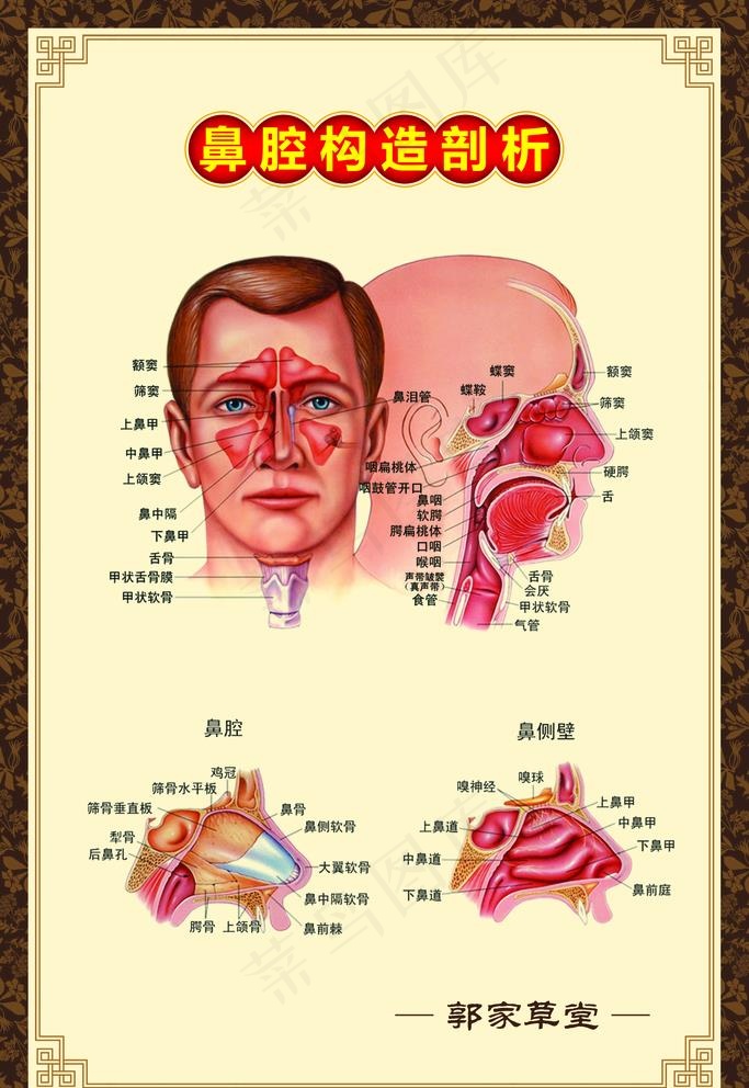 鼻腔构造剖析展板图片(3150X4724(DPI:100))psd模版下载