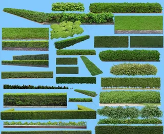 花坛 花草绿化带图片