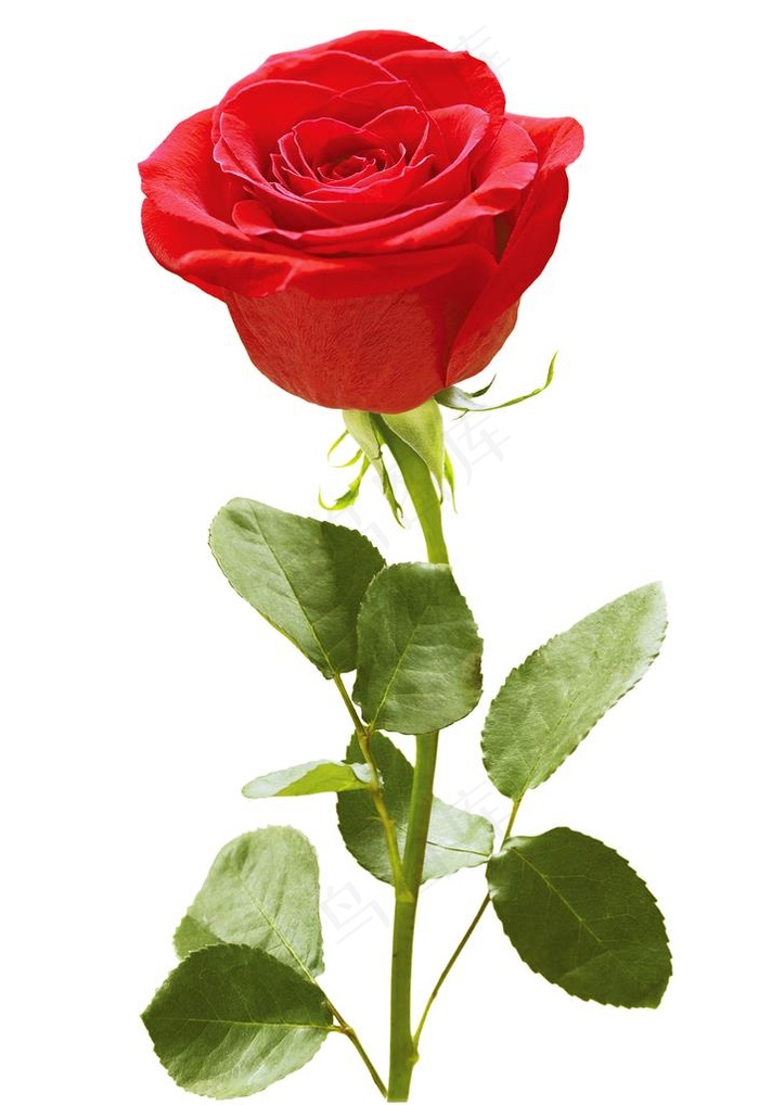 玫瑰花图片
