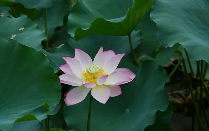 荷花图片