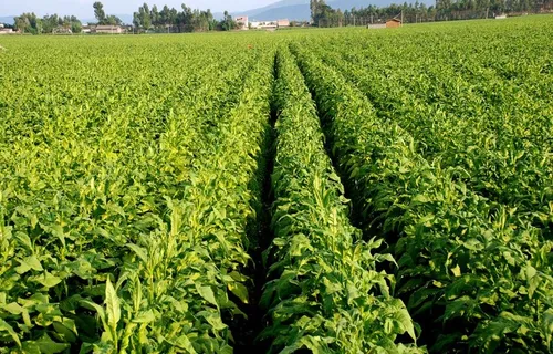 烤烟烟叶图片 烤烟烟叶图片