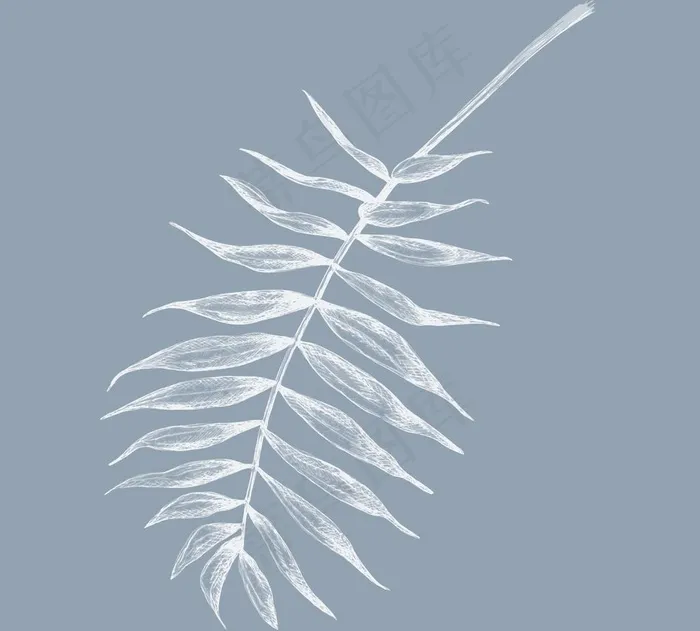 树叶图片(6081X5669(DPI:72))psd模版下载