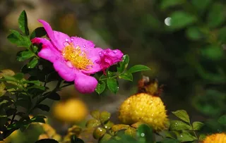 晚开的刺梨花图片