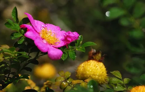 晚开的刺梨花图片 晚开的刺梨花图片