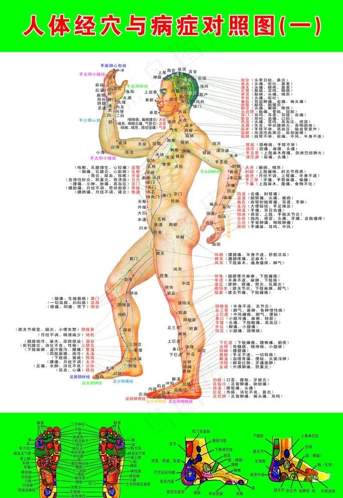 人体经穴图挂画图片(4724X7087(DPI:200))psd模版下载
