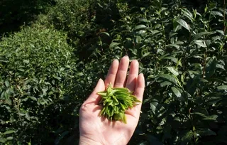 霍山黄芽茶图片
