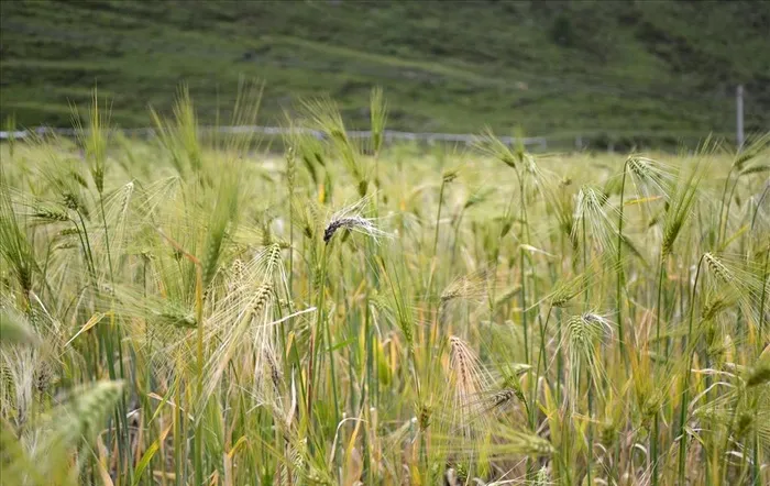 青稞熟了图片