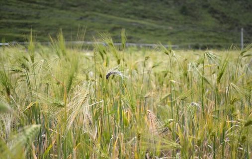 青稞熟了图片