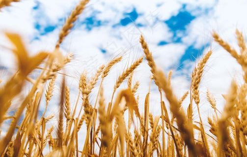 金色的麦田与蓝天图片