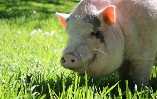 猪图片