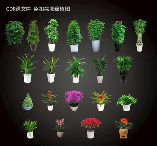 免扣盆栽 绿植  盆栽 发财树图片