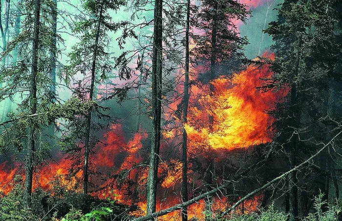 森林火灾图片