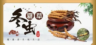 虫草 冬虫夏草图片