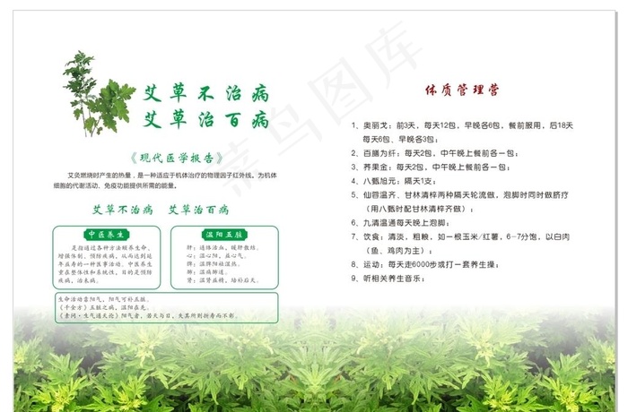 艾草艾灸图片