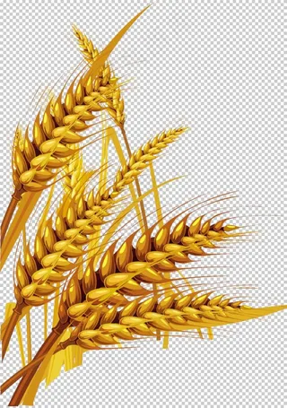 麦穗图片