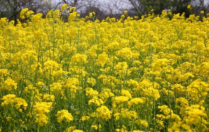 油菜花图片