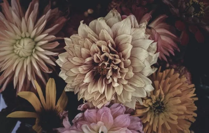 花卉图片
