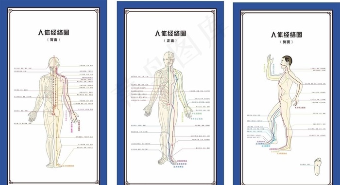 人体经络图图片