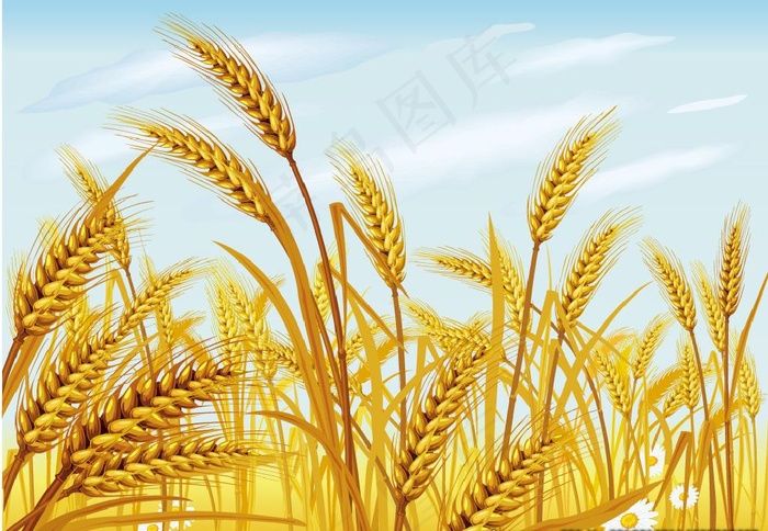 麦穗麦田图片ai矢量模版下载