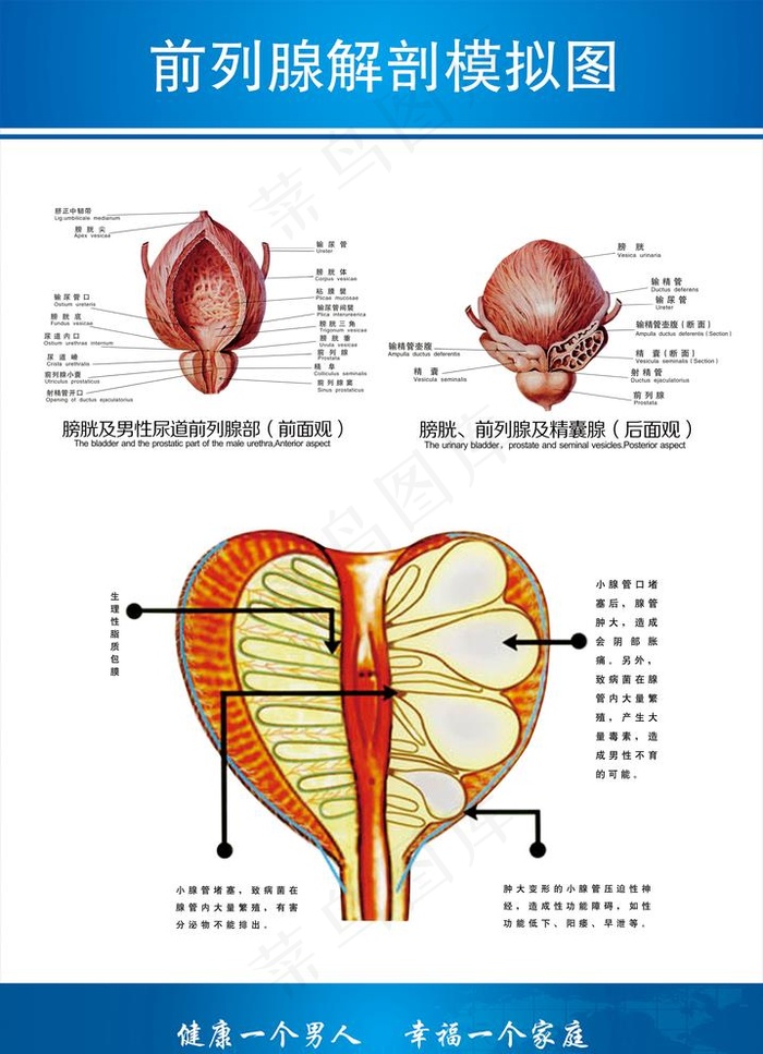 前列腺解剖图图片