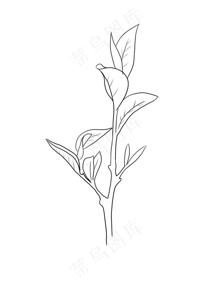 茶叶图片psd模版下载