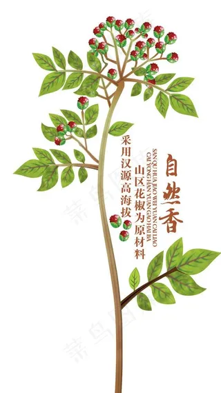 花椒 花椒树图片
