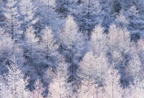 森林雪景图片 森林雪景图片
