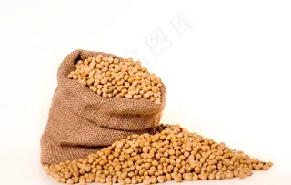黄豆图片