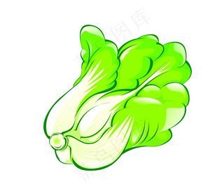 手绘白菜图片