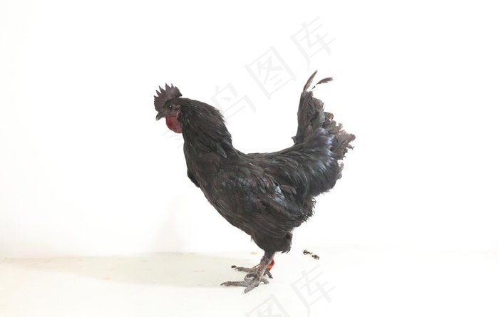 五黑鸡图片