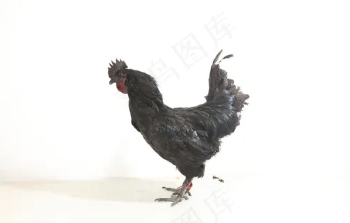 五黑鸡图片 五黑鸡图片