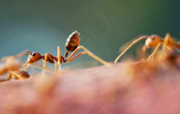 蚂蚁图片